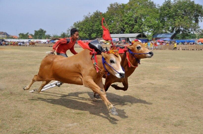 Bukan Perlombaan Biasa, Cek Makna di Balik Budaya Karapan Sapi, 