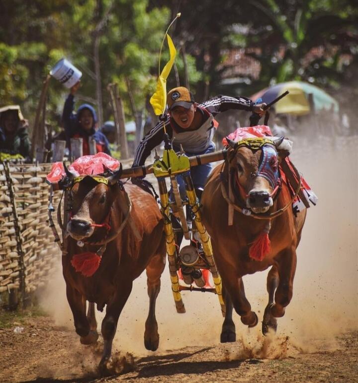 Karapan Sapi, Lomba Pacuan Kebanggaan Masyarakat Madura