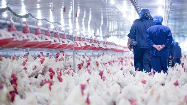 China Laporkan Kasus Pertama Flu Burung Langka H10N3 pada Manusia