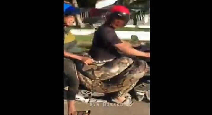 Tengah Heboh Ular Sanca Berat 200kg Dibonceng Motor, Ini Fakta Hidup Ular Sanca