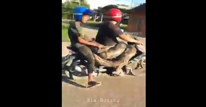 Tengah Heboh Ular Sanca Berat 200kg Dibonceng Motor, Ini Fakta Hidup Ular Sanca