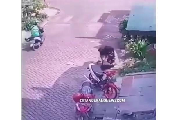 Pemuda Ngaku Ormas vs Mandor Proyek di Cipondoh Gulat Seperti Atlet UFC