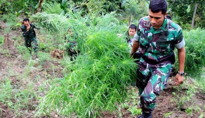 Aceh Penghasil Ganja Terbaik Dunia, Apakah Benar Penyebab Hilangnya Nyawa?