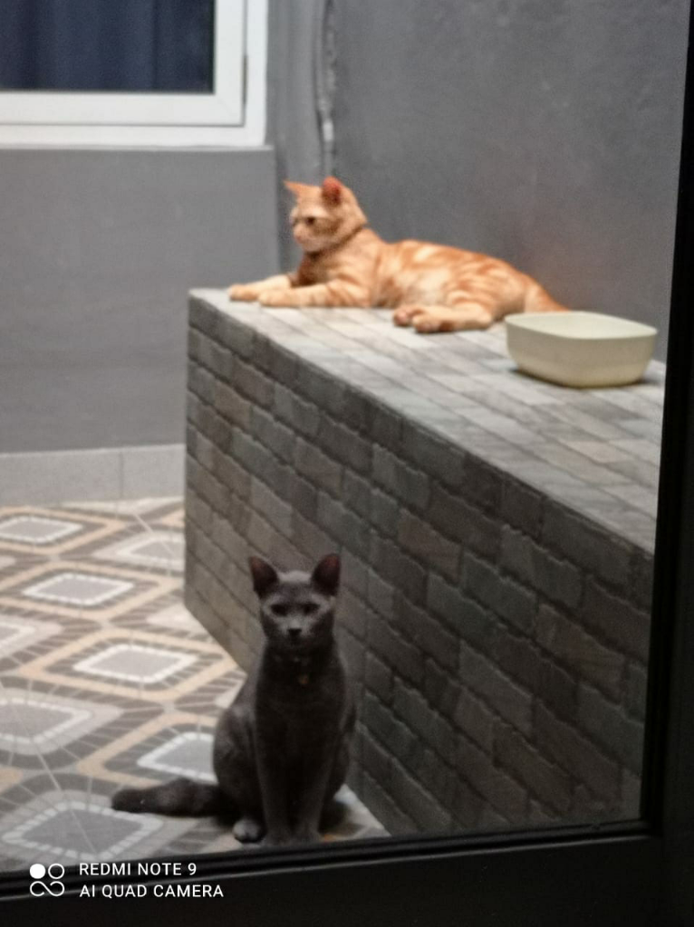 Hibah Kucing