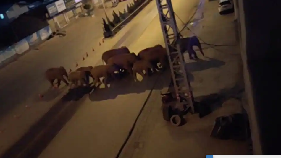 Viral Kawanan Gajah Menyerbu Pemukiman Warga dan pertanian warga