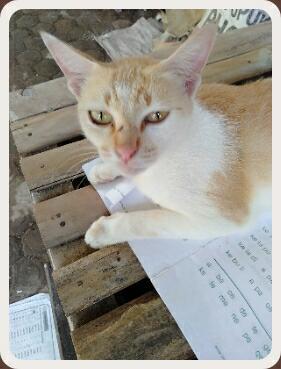 Bersedekah Pada Binatang, Kenapa Enggak?