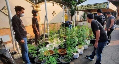Rumah di Brebes Digrebek Polisi, Ternyata Banyak Ganja Ditanam Secara Hidroponik