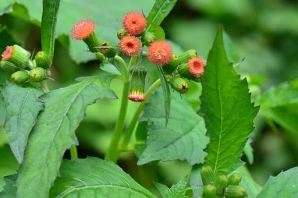 Tumbuhan ini bisa mengobati orang kena racun