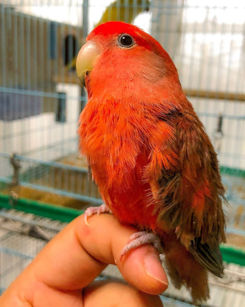 Berdamai Dengan Burung, Investasi Yuks!