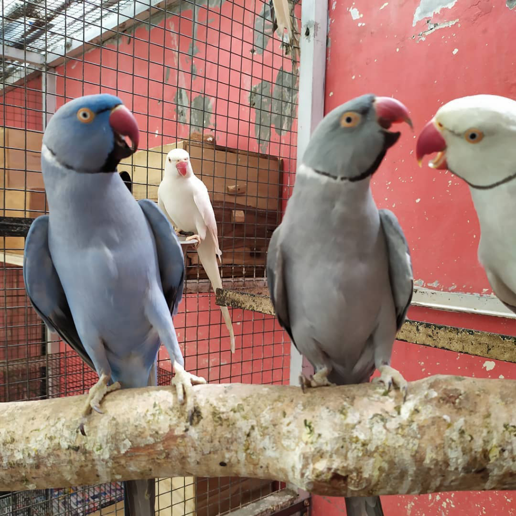 Berdamai Dengan Burung, Investasi Yuks!