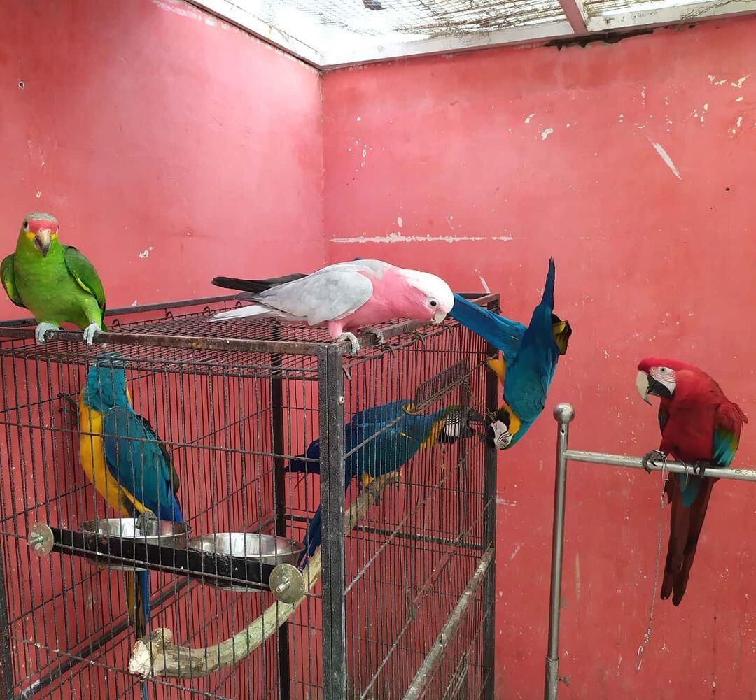 Berdamai Dengan Burung, Investasi Yuks!