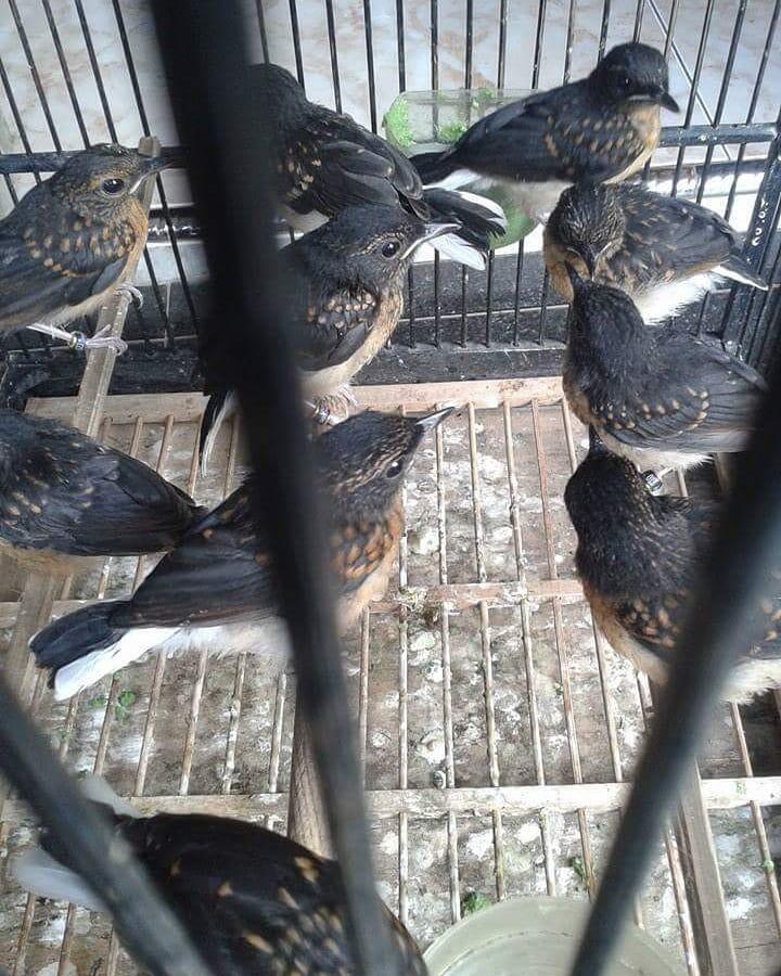 Berdamai Dengan Burung, Investasi Yuks!