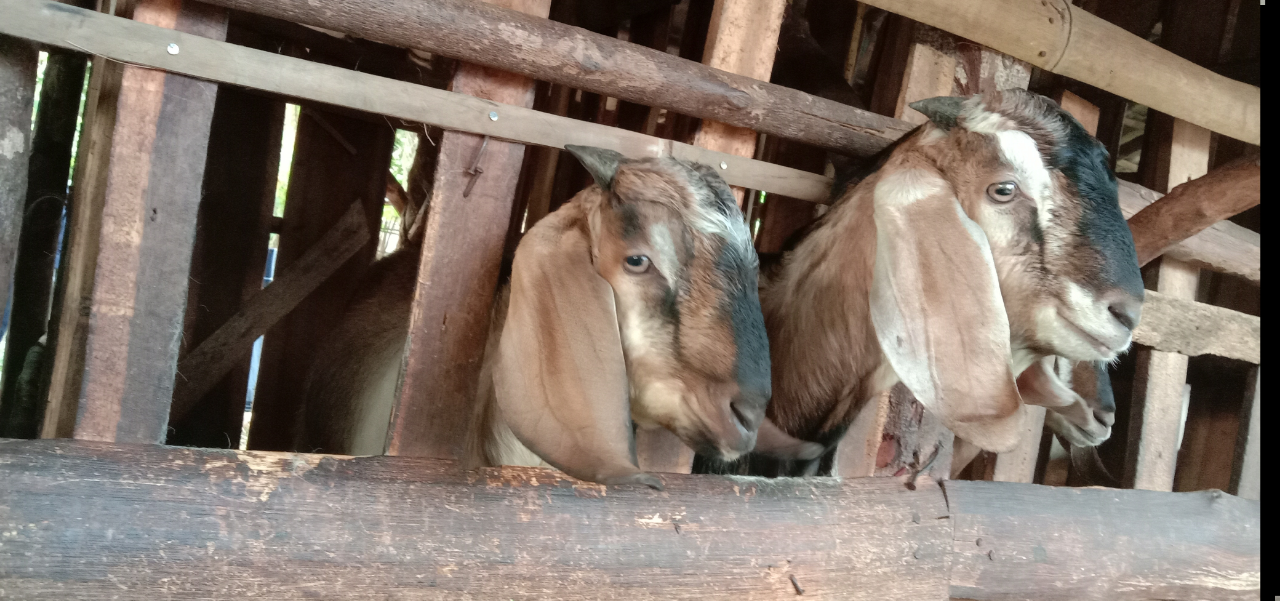 Mempersiapkan Masa Depan dengan Investasi Hewan Ternak, Kambing Jadi Pilihan Masnukho