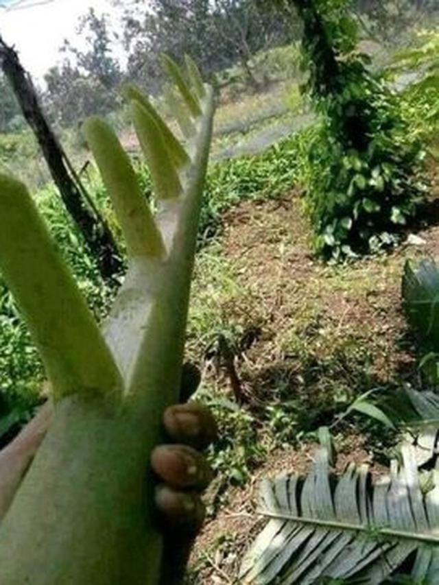 Niat Menebang Pisang, Lelaki Ini Malah 'Ndlosor' Ke Sungai!