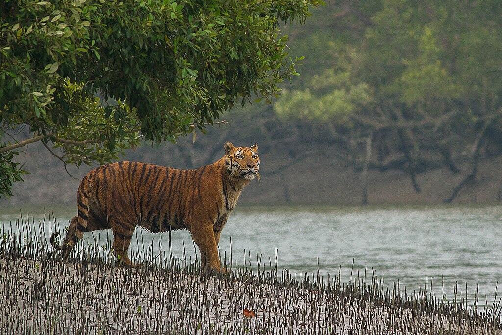 Gila atau Keren? Pria Ini Bunuh 70 Harimau