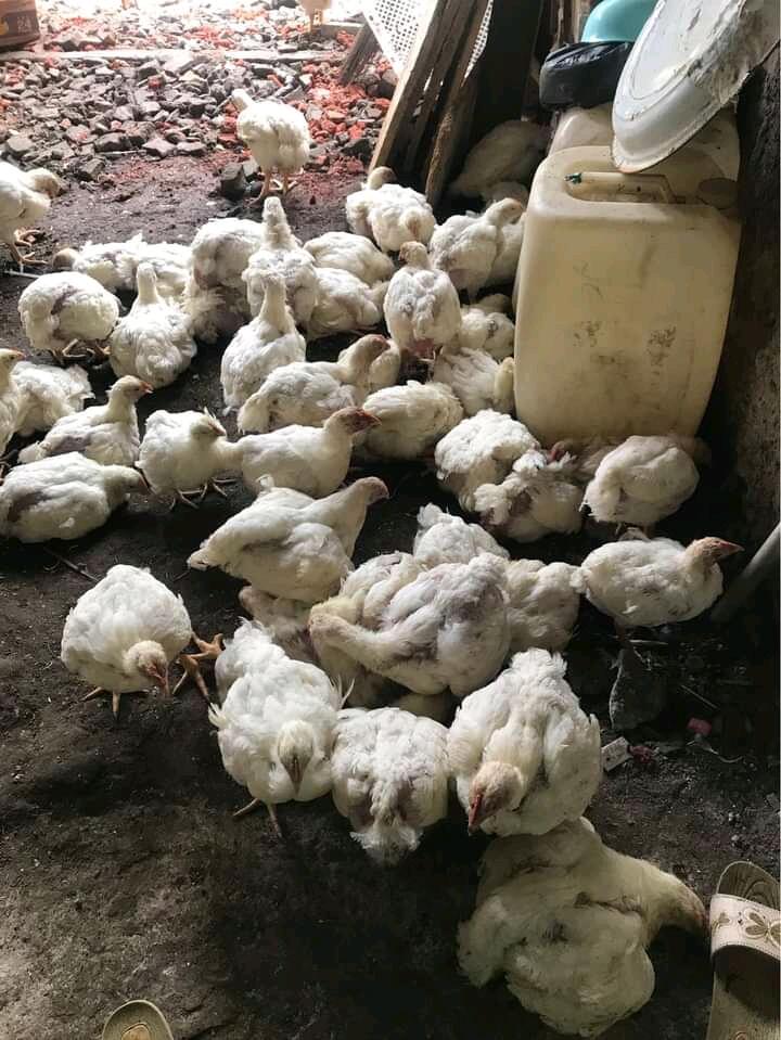 Coba Beternak Ayam Bareng Paman Bisa Jadi Ini Investasi Terbaik Ane