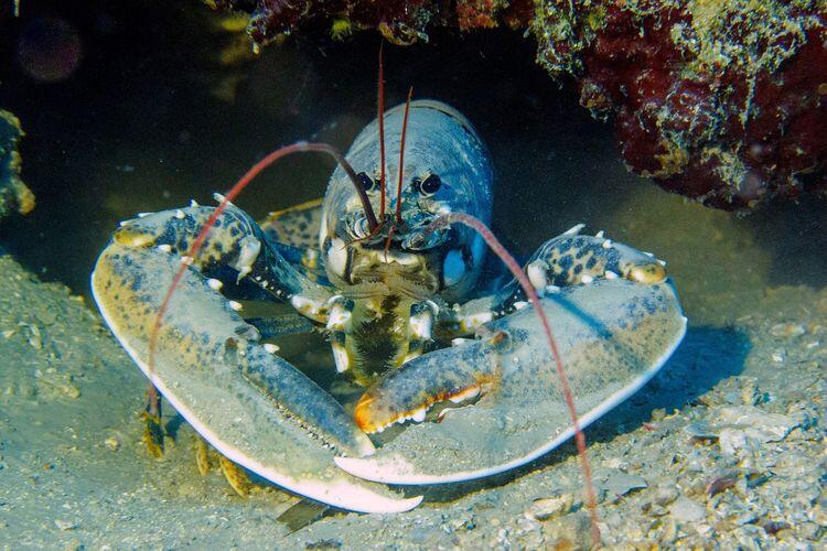 Budidaya Lobster Yang Lagi Hits, Anda Wajib Kepo!