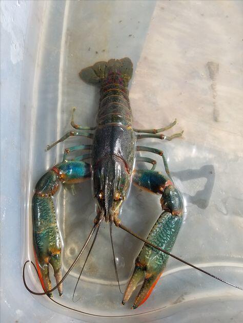 Budidaya Lobster Yang Lagi Hits, Anda Wajib Kepo!