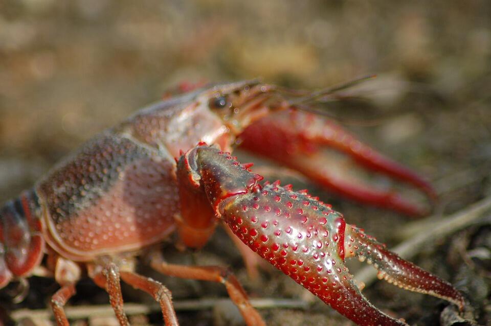 Budidaya Lobster Yang Lagi Hits, Anda Wajib Kepo!