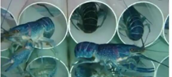 Budidaya Lobster Yang Lagi Hits, Anda Wajib Kepo!