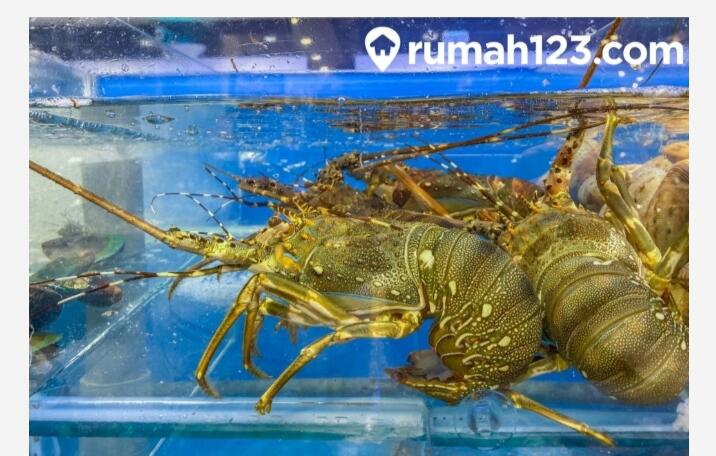 Budidaya Lobster Yang Lagi Hits, Anda Wajib Kepo!