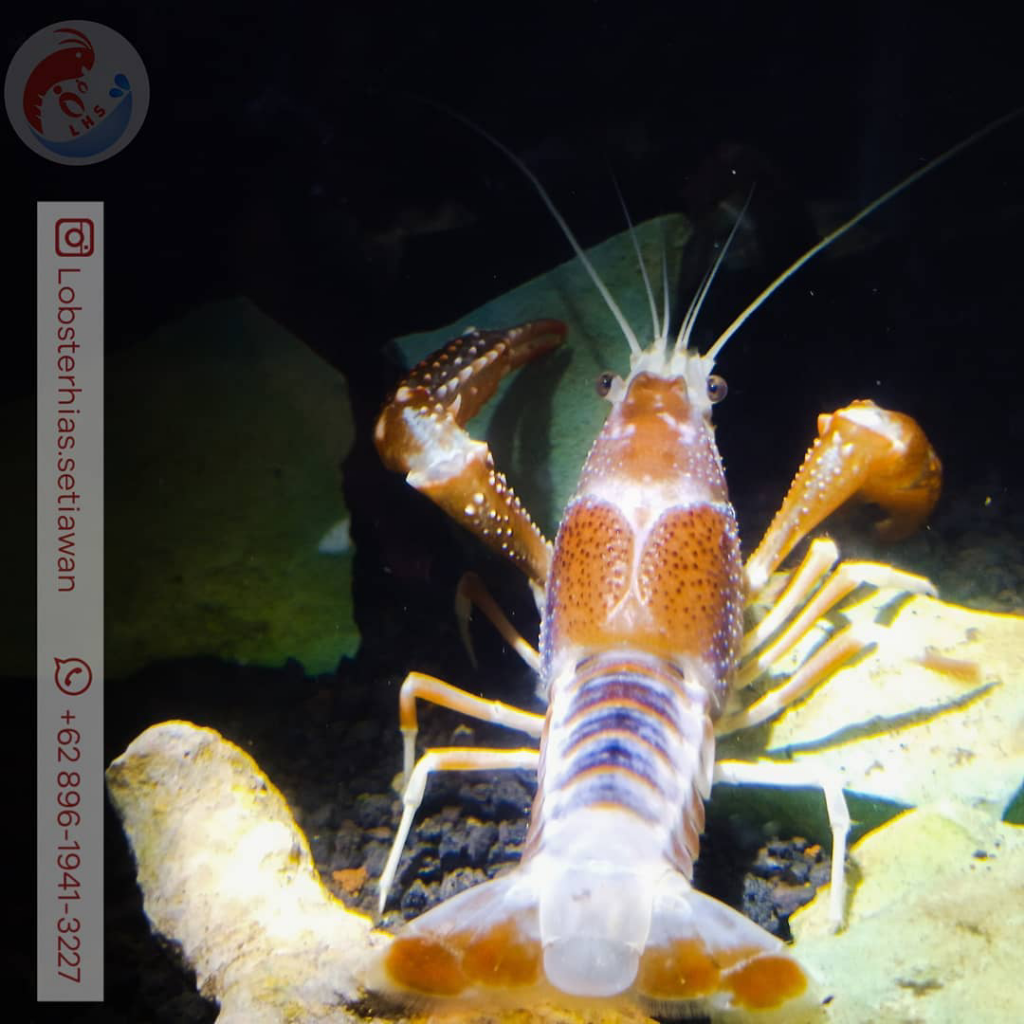 Budidaya Lobster Yang Lagi Hits, Anda Wajib Kepo!