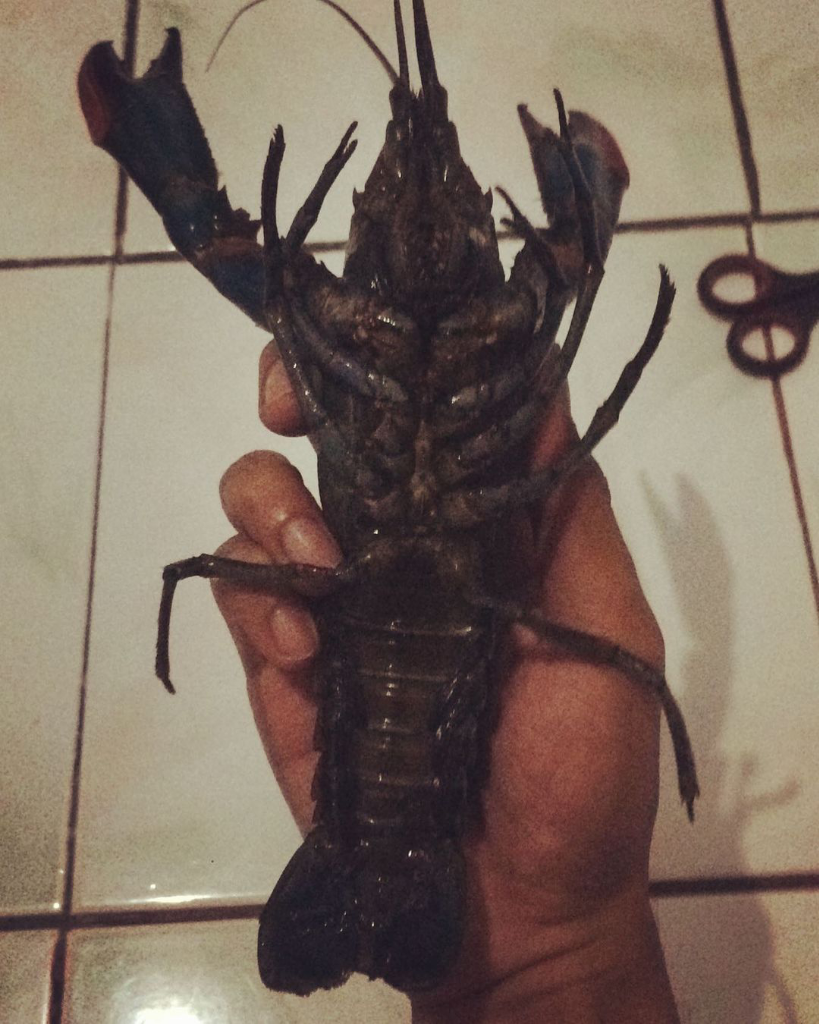 Budidaya Lobster Yang Lagi Hits, Anda Wajib Kepo!