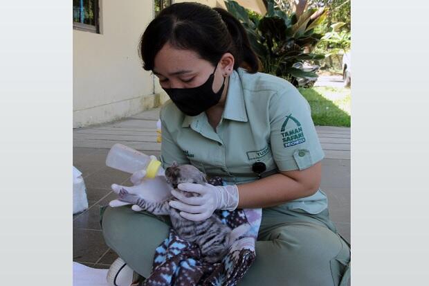Dua Bayi Hyena, Aali dan Amman Lahir di Taman Safari Bali