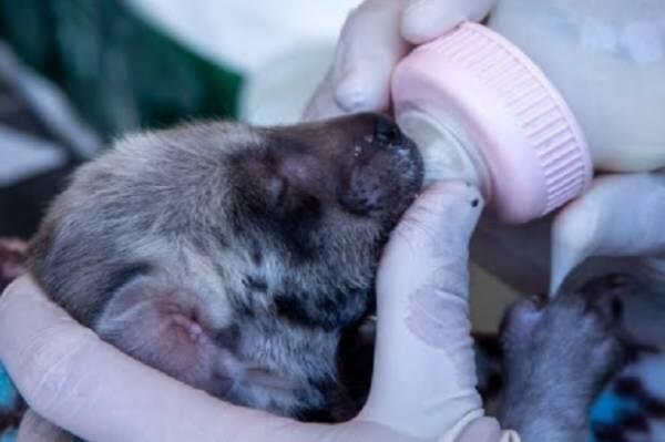 Dua Bayi Hyena, Aali dan Amman Lahir di Taman Safari Bali