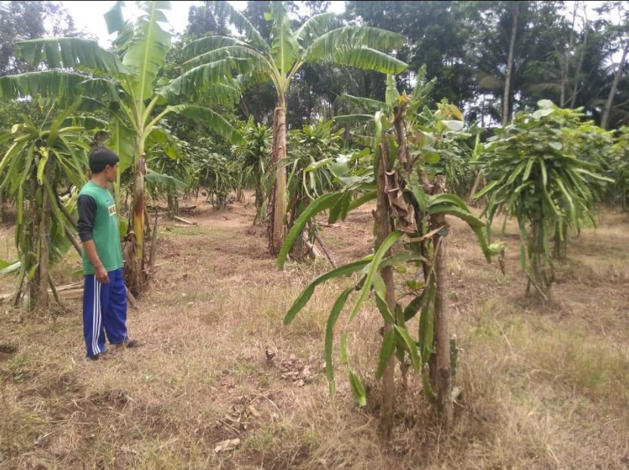 Budidaya Buah Naga, Investasi Versi Ane Dan Keluarga Yang Menghasilkan Cuan Extra