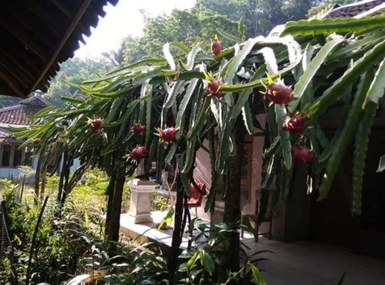 Budidaya Buah Naga, Investasi Versi Ane Dan Keluarga Yang Menghasilkan Cuan Extra