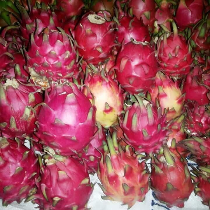 Budidaya Buah Naga, Investasi Versi Ane Dan Keluarga Yang Menghasilkan Cuan Extra