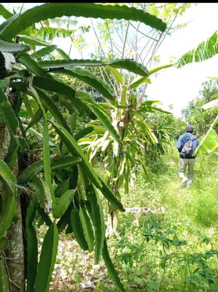 Budidaya Buah Naga, Investasi Versi Ane Dan Keluarga Yang Menghasilkan Cuan Extra