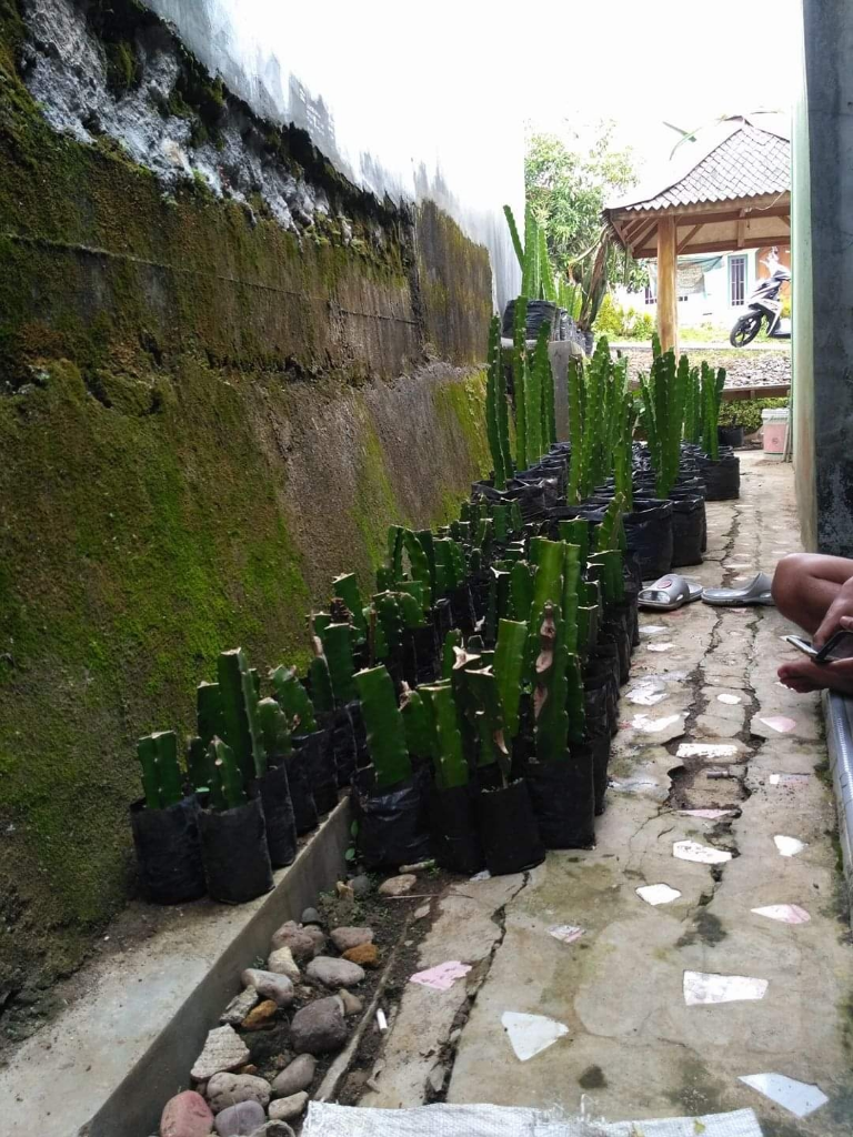 Budidaya Buah Naga, Investasi Versi Ane Dan Keluarga Yang Menghasilkan Cuan Extra