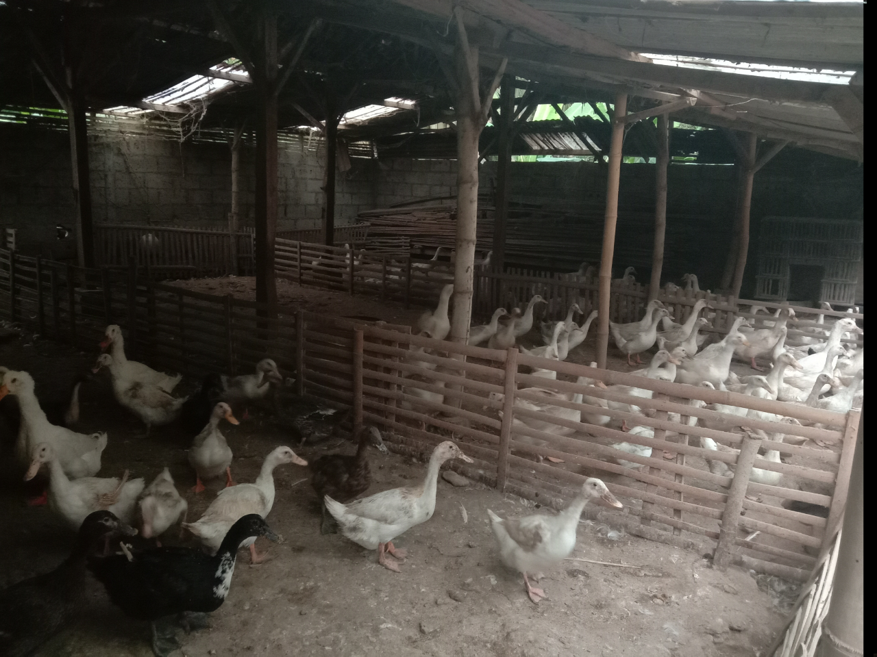 Beternak Bebek Menjadi Pilihan Utama Untuk Investasi Masa Kini Dan Tua Nanti!