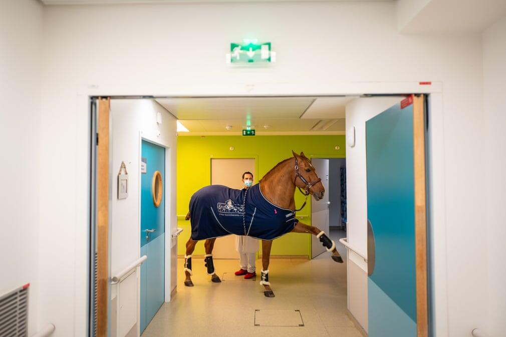 Seekor Kuda Menjadi Dokter, 1000 Lebih Pasien Sudah Ditemuinya