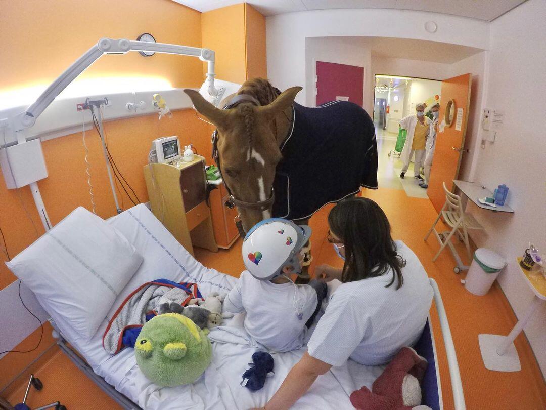 Seekor Kuda Menjadi Dokter, 1000 Lebih Pasien Sudah Ditemuinya