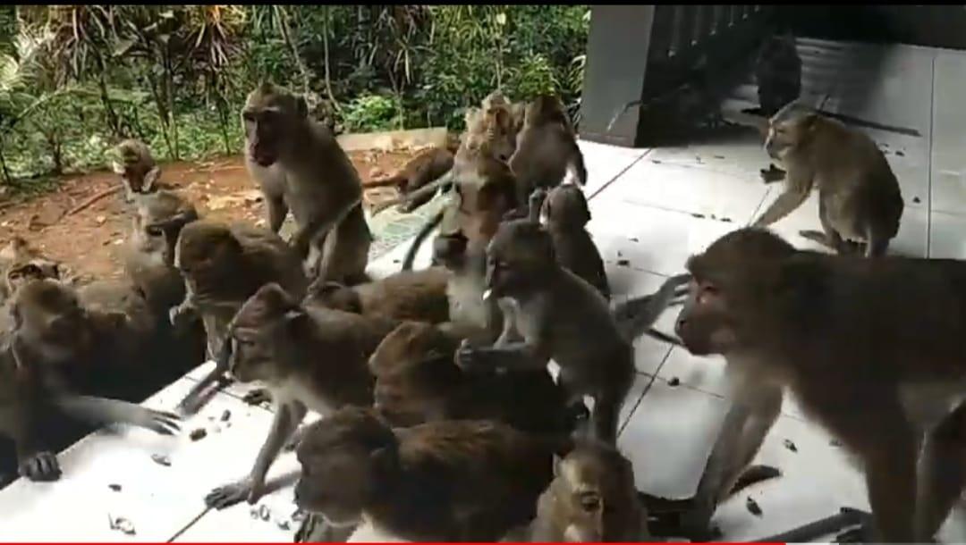 Ratusan Monyet Ekor Panjang Hidup di Petilasan Karangbanar