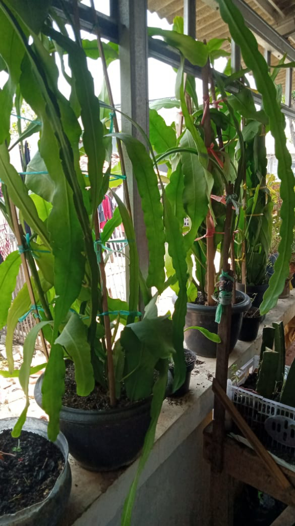 Investasi Gaya Eike, Kepoin Aja Dulu