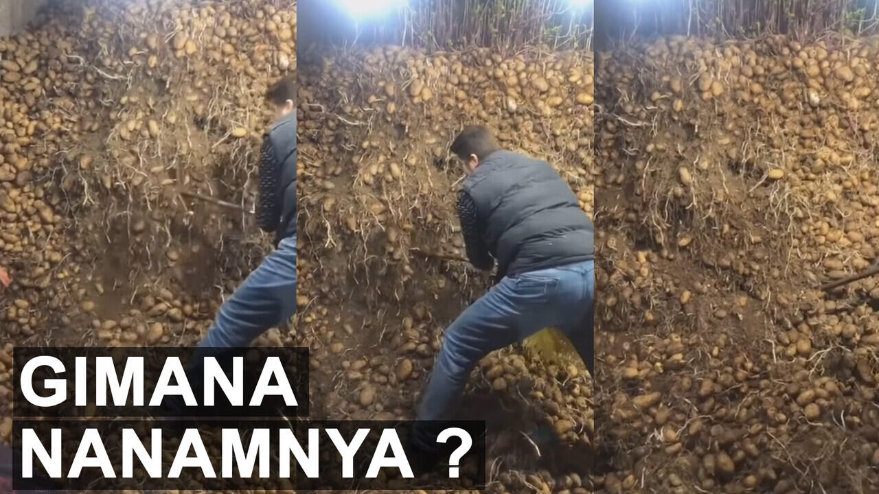 Video Viral Ini Aneh, Masa Banyakan Kentangnya Dari Pada Tanahnya! Oalah, Ternyata...