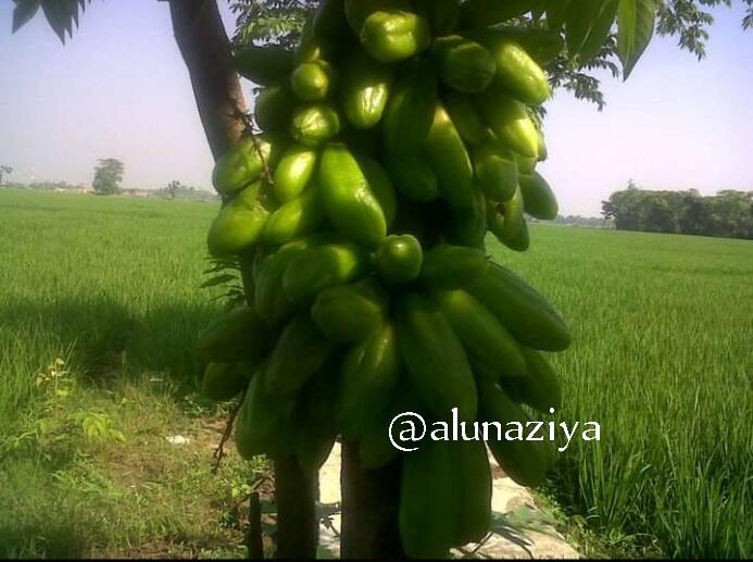 Sepetak Sawah dan Toko Kecil, Investasi Ane Untuk Masa Depan Anak-anak.