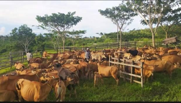 Disulap Jadi Mini Ranch, Begini Penampakan Lahan Bekas Tambang di Kukar
