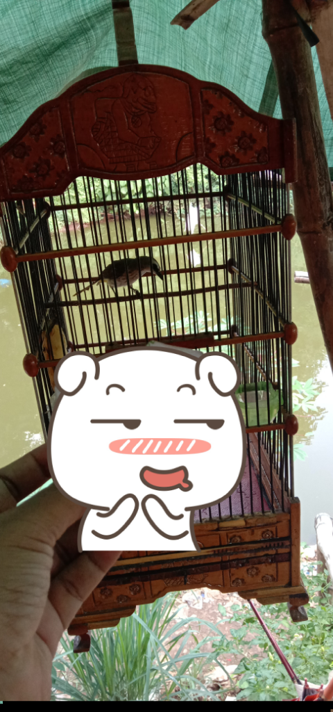 Berdamai Dengan Burung, Investasi Yuks!