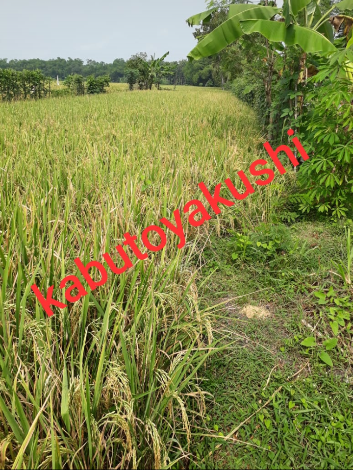 Beli Sawah Lalu Dijual Tahunan, Investasi Petani Masa Kini!
