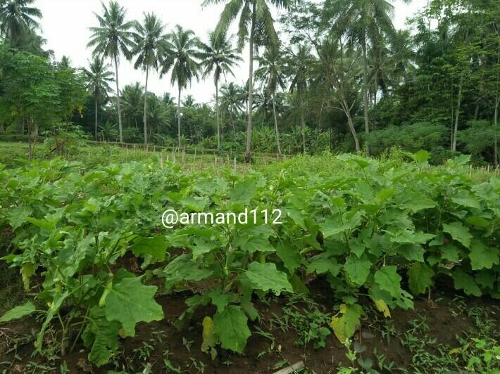 Sewa Ladang, Investasi Bagi Ane yang Tinggal Di Daerah Mayoritas Petani