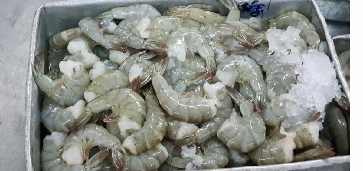 YUK GAN JOIN RESELLER UDANG FROZEN DIJAMIN UNTUNG!