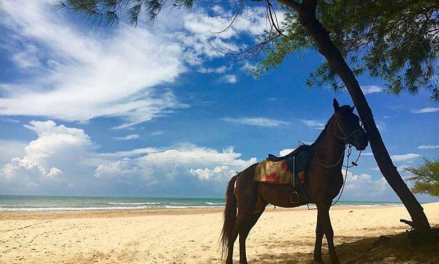 Pantai Lombang, Pantai Unik yang Dikelilingi Pohon Cemara Udang