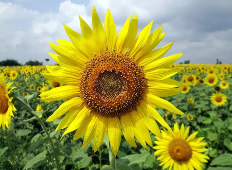 Kebun Bunga Matahari Pamekasan yang instagramable