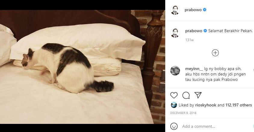 Kisah Boby, Kucing Kesayangan Prabowo Subianto