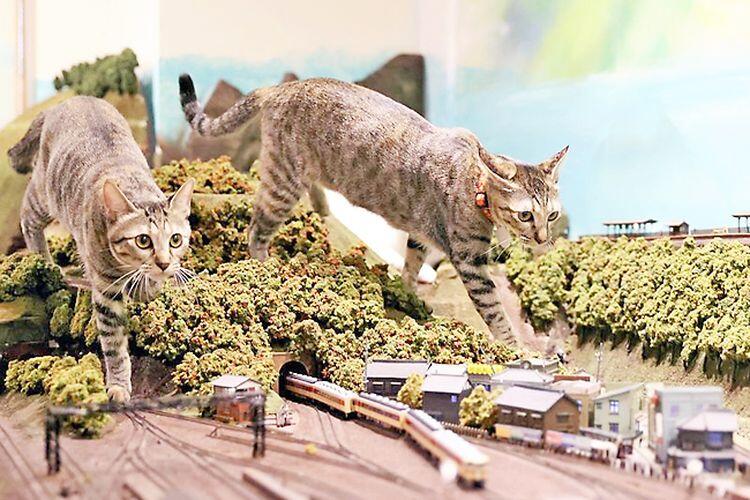 Restoran di Jepang Tidak Jadi Tutup karena Foto Kucing yang Viral